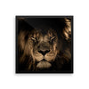 African Lion Framed Photo Poster Wall Art Decoration Decor For Bedroom Living Room