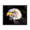Bald Eagle Framed Photo Poster Wall Art Decoration Decor For Bedroom Living Room