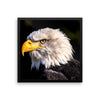 Bald Eagle Framed Photo Poster Wall Art Decoration Decor For Bedroom Living Room