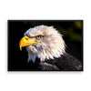 Bald Eagle Framed Photo Poster Wall Art Decoration Decor For Bedroom Living Room