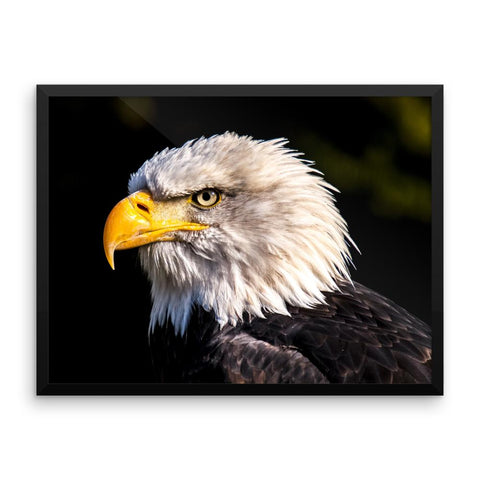 Bald Eagle Framed Photo Poster Wall Art Decoration Decor For Bedroom Living Room