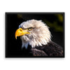 Bald Eagle Framed Photo Poster Wall Art Decoration Decor For Bedroom Living Room
