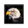 Bald Eagle Framed Photo Poster Wall Art Decoration Decor For Bedroom Living Room