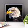 Bald Eagle Framed Photo Poster Wall Art Decoration Decor For Bedroom Living Room