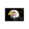 Bald Eagle Framed Photo Poster Wall Art Decoration Decor For Bedroom Living Room