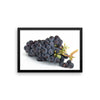 Grapes Framed Photo Poster Wall Art Decoration Decor For Bedroom Living Room