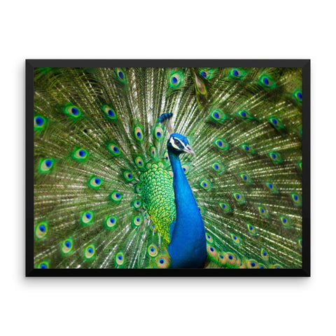Green Peacock Framed Photo Poster Wall Art Decoration Decor For Bedroom Living Room