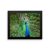 Green Peacock Framed Photo Poster Wall Art Decoration Decor For Bedroom Living Room