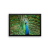 Green Peacock Framed Photo Poster Wall Art Decoration Decor For Bedroom Living Room