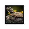 Iguana Framed Photo Poster Wall Art Decoration Decor For Bedroom Living Room
