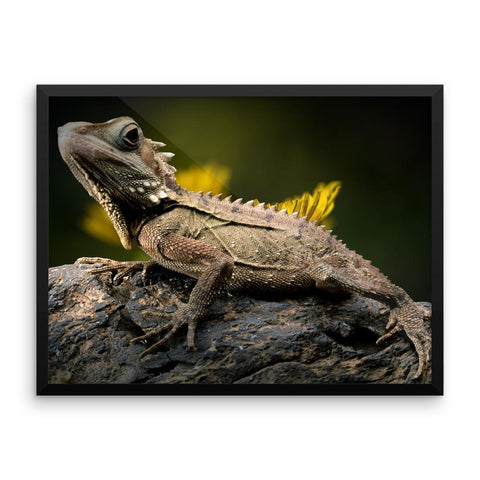 Iguana Framed Photo Poster Wall Art Decoration Decor For Bedroom Living Room