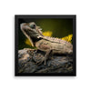 Iguana Framed Photo Poster Wall Art Decoration Decor For Bedroom Living Room