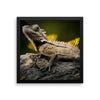 Iguana Framed Photo Poster Wall Art Decoration Decor For Bedroom Living Room