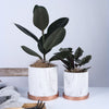 Modern Ceramic Flower Pot with Marble Style Finish - Home Office Plant Pot - Stylish, Minimalistic - Home Decor - Living Room Decor - Office