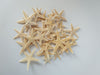 Starfish for Decoration Decor, Tiny Small Starfish, Seashells, Shells, Beach Decor, Craft Shells, Craft Starfish, Home Living Room Decor