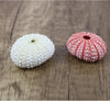 Pink White Sea Urchin -Beach Wedding Decor-Natural Seashells - Sea Shells Beach Home Decor-Seashell Crafts-Sea Urchin-Beach Wedding Favors