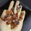Red Agate Tumble Stones, Natural Red Agate Crystal, Bulk Gems, Bulk Crystals, Crystals for Grids & Reiki Work, Gemini Birthstone