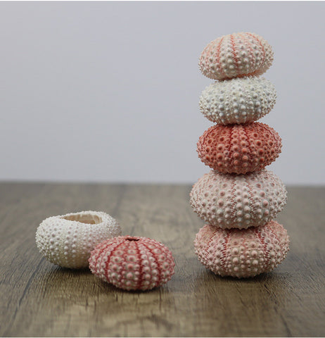 Pink White Sea Urchin -Beach Wedding Decor-Natural Seashells - Sea Shells Beach Home Decor-Seashell Crafts-Sea Urchin-Beach Wedding Favors