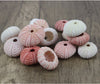 Pink White Sea Urchin -Beach Wedding Decor-Natural Seashells - Sea Shells Beach Home Decor-Seashell Crafts-Sea Urchin-Beach Wedding Favors