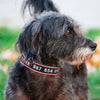 Personalized Collar, Custom Dog Collar Embroidered with Pet Name Phone Number, Pet Collar, Personalized Dog Collar, Small Medium Large Dogs