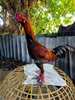 Rooster Cocks Chicken Mitt Para Gallos Hen Fighting Wrestling Protection Gloves
