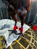 Rooster Cocks Chicken Mitt Para Gallos Hen Fighting Wrestling Protection Gloves