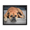Sleeping Bulldog Framed Photo Poster Wall Art Decoration Decor For Bedroom Living Room