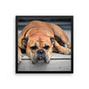 Sleeping Bulldog Framed Photo Poster Wall Art Decoration Decor For Bedroom Living Room