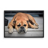 Sleeping Bulldog Framed Photo Poster Wall Art Decoration Decor For Bedroom Living Room