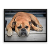 Sleeping Bulldog Framed Photo Poster Wall Art Decoration Decor For Bedroom Living Room