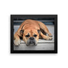 Sleeping Bulldog Framed Photo Poster Wall Art Decoration Decor For Bedroom Living Room