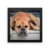 Sleeping Bulldog Framed Photo Poster Wall Art Decoration Decor For Bedroom Living Room