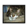 Starring Cat Framed Photo Poster Wall Art Decoration Decor For Bedroom Living Room