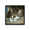Starring Cat Framed Photo Poster Wall Art Decoration Decor For Bedroom Living Room