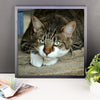 Starring Cat Framed Photo Poster Wall Art Decoration Decor For Bedroom Living Room