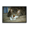 Starring Cat Framed Photo Poster Wall Art Decoration Decor For Bedroom Living Room