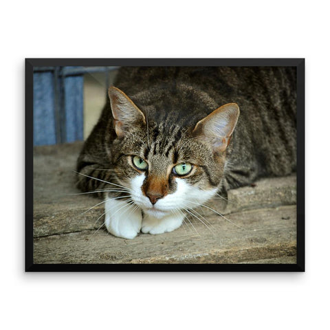 Starring Cat Framed Photo Poster Wall Art Decoration Decor For Bedroom Living Room