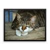 Starring Cat Framed Photo Poster Wall Art Decoration Decor For Bedroom Living Room
