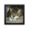 Starring Cat Framed Photo Poster Wall Art Decoration Decor For Bedroom Living Room