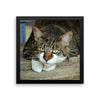 Starring Cat Framed Photo Poster Wall Art Decoration Decor For Bedroom Living Room