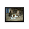 Starring Cat Framed Photo Poster Wall Art Decoration Decor For Bedroom Living Room