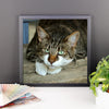Starring Cat Framed Photo Poster Wall Art Decoration Decor For Bedroom Living Room