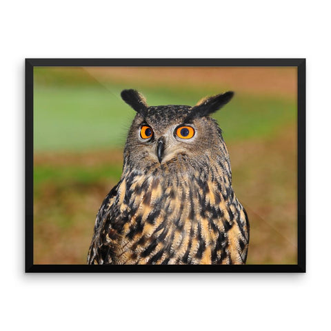 Starring Owl Framed Photo Poster Wall Art Decoration Decor For Bedroom Living Room