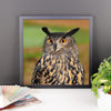 Starring Owl Framed Photo Poster Wall Art Decoration Decor For Bedroom Living Room