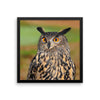 Starring Owl Framed Photo Poster Wall Art Decoration Decor For Bedroom Living Room