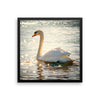 Swan Framed Photo Poster Wall Art Decoration Decor For Bedroom Living Room
