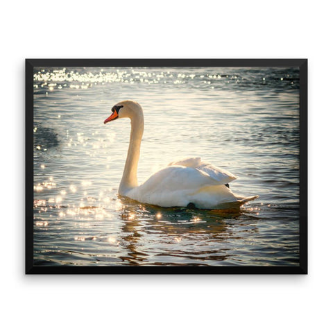 Swan Framed Photo Poster Wall Art Decoration Decor For Bedroom Living Room