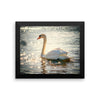 Swan Framed Photo Poster Wall Art Decoration Decor For Bedroom Living Room