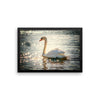 Swan Framed Photo Poster Wall Art Decoration Decor For Bedroom Living Room
