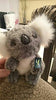 Toy - LightningStore Adorable Cute Baby Koala Doll Realistic Looking Stuffed Animal Plush Toys Plushie Children's Gifts Animals + Toy Organizer Bag Bundle